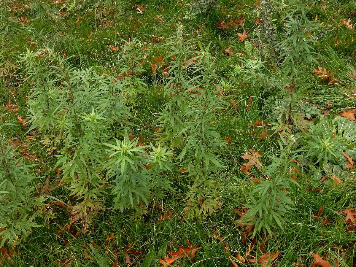 artemisia-verlotiorum-chinese-mugwort